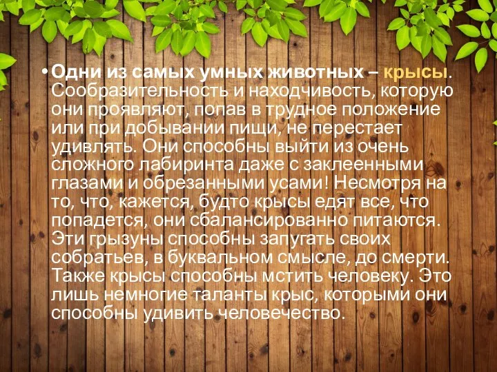 Одни из самых умных животных – крысы. Сообразительность и находчивость, которую они