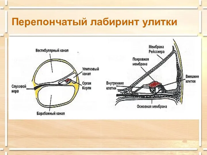 Перепончатый лабиринт улитки