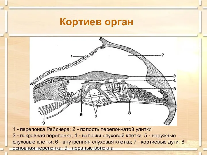 Кортиев орган 1 - перепонка Рейснера; 2 - полость перепончатой улитки; 3