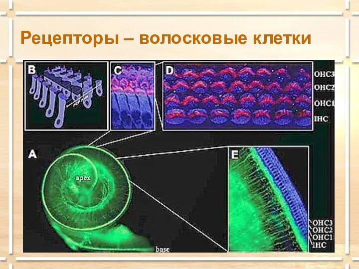 Рецепторы – волосковые клетки