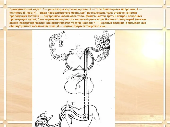 Проводниковый отдел 1 — рецепторы кортиева органа; 2 — тела биполярных нейронов;