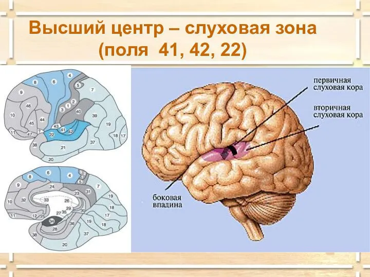 Высший центр – слуховая зона (поля 41, 42, 22)