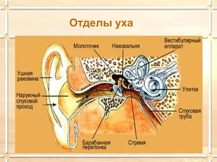 Отделы уха