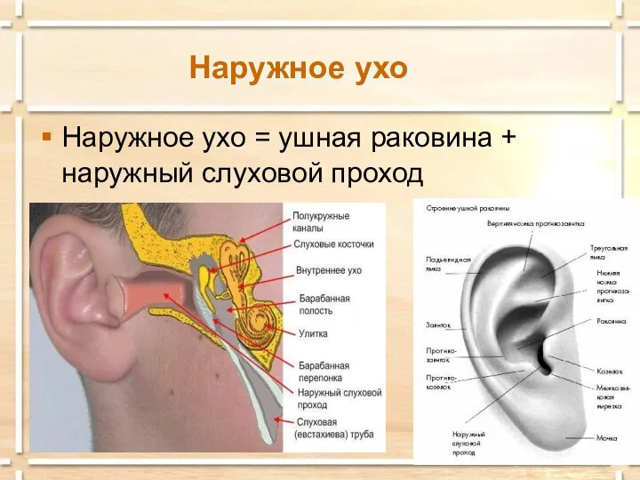 Наружное ухо Наружное ухо = ушная раковина + наружный слуховой проход