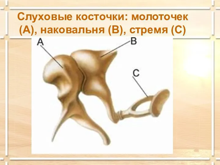 Слуховые косточки: молоточек (А), наковальня (В), стремя (С)