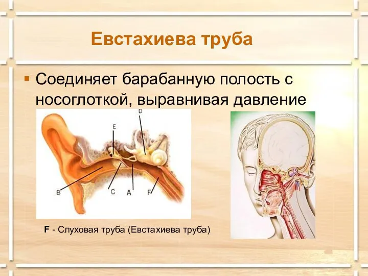 Евстахиева труба Соединяет барабанную полость с носоглоткой, выравнивая давление F - Слуховая труба (Евстахиева труба)