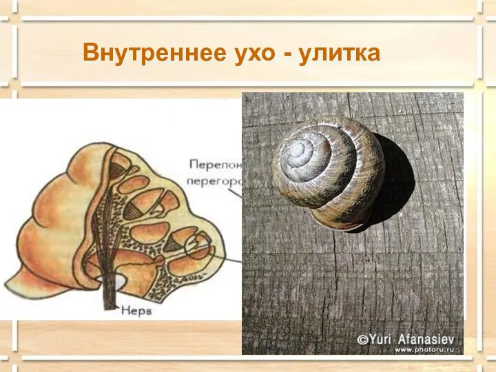 Внутреннее ухо - улитка