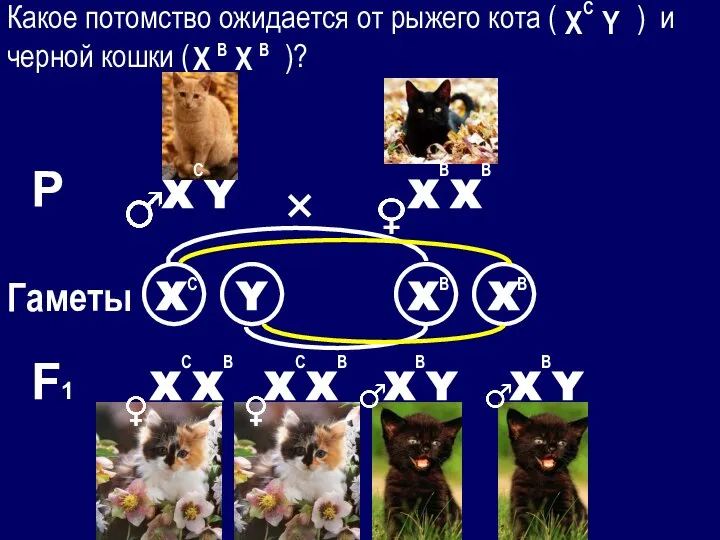 Какое потомство ожидается от рыжего кота ( ) и черной кошки (