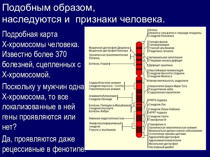 Подобным образом, наследуются и признаки человека. Подробная карта X-хромосомы человека. Известно более