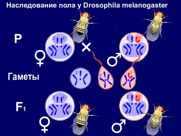 Наследование пола у Drosophila melanogaster P Гаметы F1 ˟