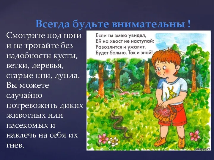 Смотрите под ноги и не трогайте без надобности кусты, ветки, деревья, старые