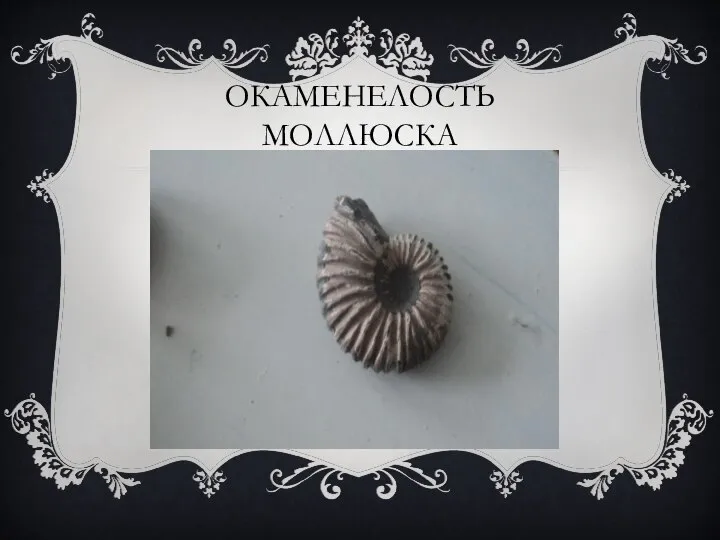 ОКАМЕНЕЛОСТЬ МОЛЛЮСКА