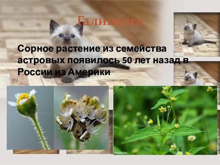 Галинсога Сорное растение из семейства астровых появилось 50 лет назад в России из Америки