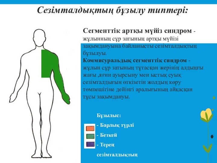 Сезімталдықтың бұзылу типтері: Сегменттік артқы мүйіз синдром -жұлынның сұр затының артқы мүйізі