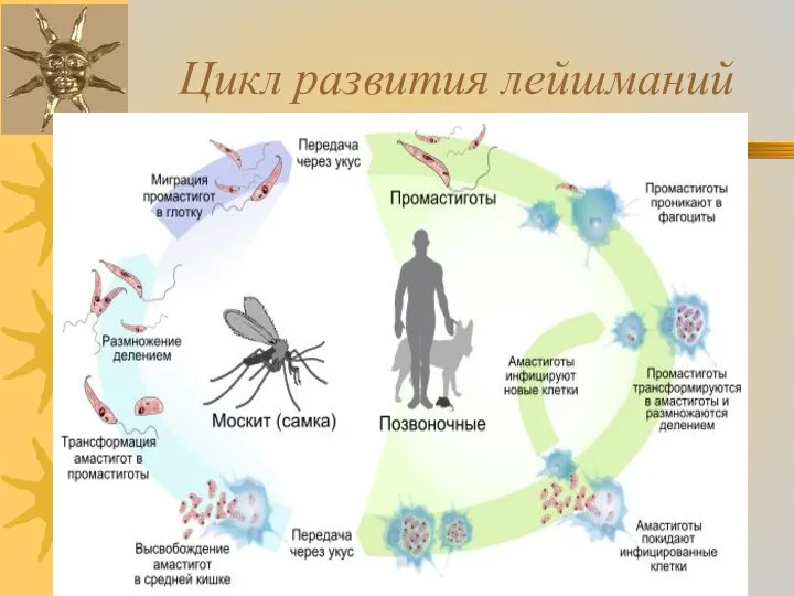 Цикл развития лейшманий