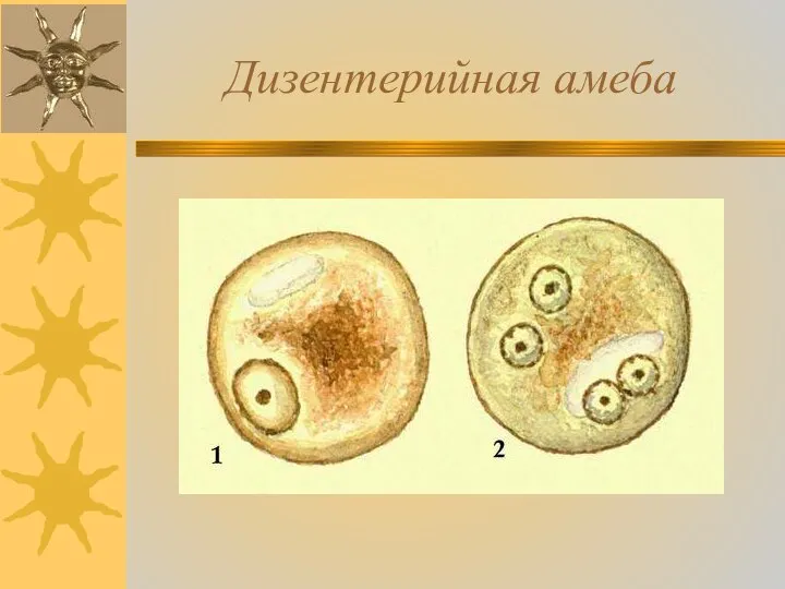 Дизентерийная амеба