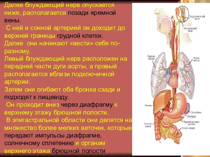 Далее блуждающий нерв опускается ниже, располагается позади яремной вены. С ней и