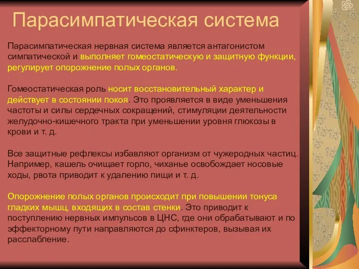 Парасимпатическая система Парасимпатическая нервная система является антагонистом симпатической и выполняет гомеостатическую и