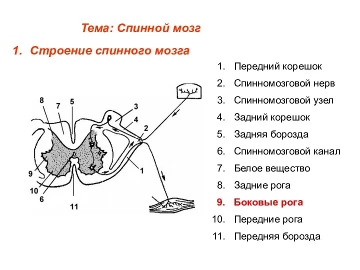 Тема: Спинной мозг Строение спинного мозга Передний корешок Спинномозговой нерв Спинномозговой узел