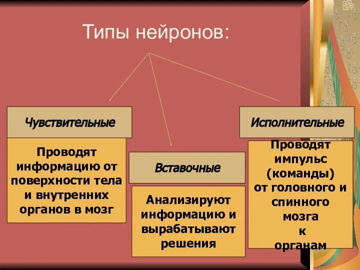 Типы нейронов: Чувствительные Вставочные Исполнительные Проводят информацию от поверхности тела и внутренних