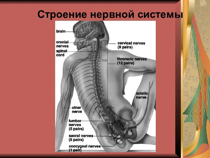 Строение нервной системы