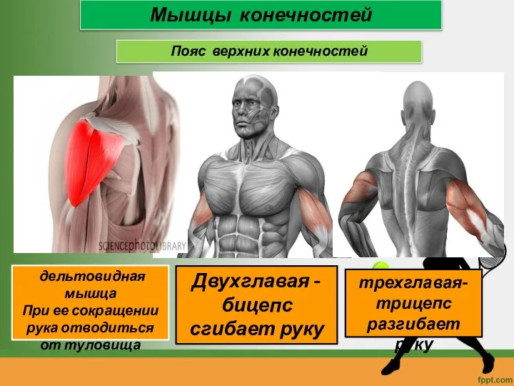 Мышцы конечностей Пояс верхних конечностей дельтовидная мышца При ее сокращении рука отводиться