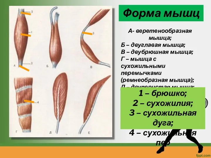 Форма мышц А- веретенообразная мышца; Б – двуглавая мышца; В – двубрюшная