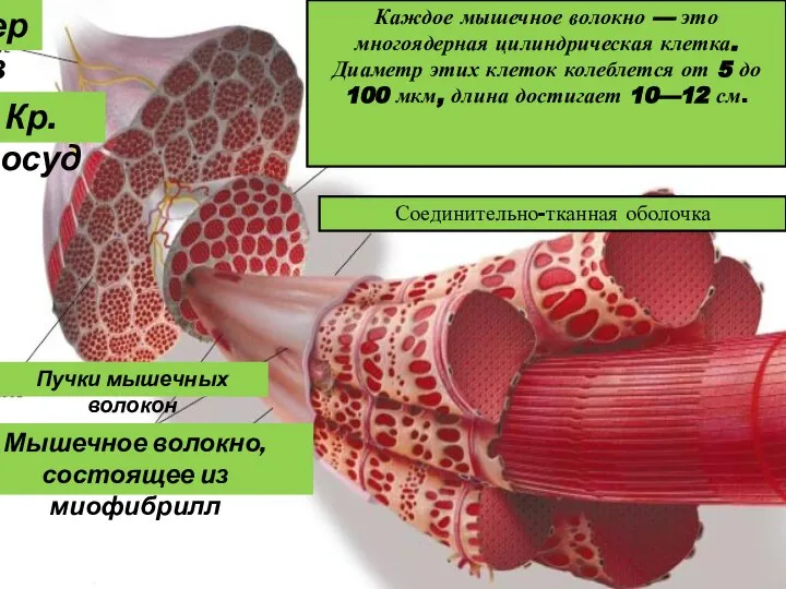 нерв Кр.сосуд Соединительно-тканная оболочка Пучки мышечных волокон Мышечное волокно, состоящее из миофибрилл