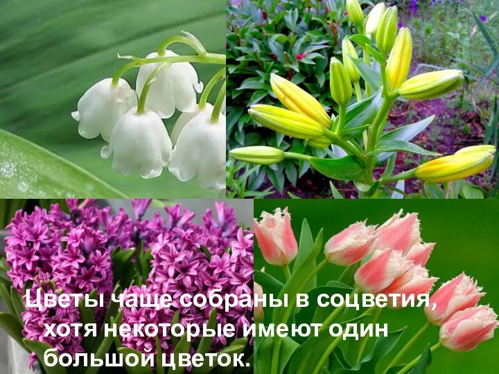 Цветы чаще собраны в соцветия, хотя некоторые имеют один большой цветок.