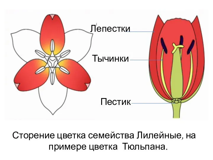 Сторение цветка семейства Лилейные, на примере цветка Тюльпана. Лепестки Тычинки Пестик