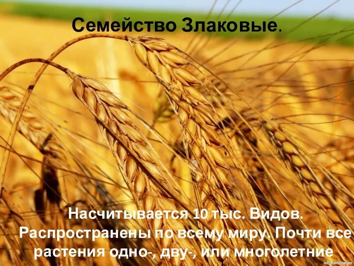 Семейство Злаковые. Насчитывается 10 тыс. Видов. Распространены по всему миру. Почти все