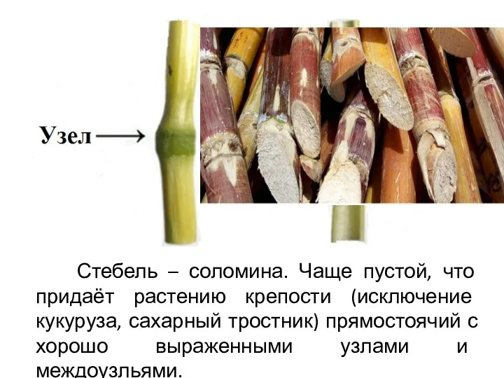 Стебель – соломина. Чаще пустой, что придаёт растению крепости (исключение кукуруза, сахарный