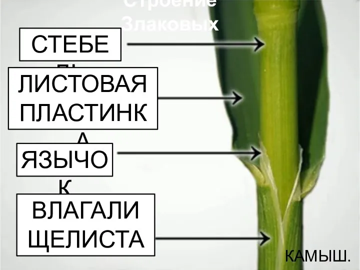 Строение Злаковых КАМЫШ. СТЕБЕЛЬ ЛИСТОВАЯ ПЛАСТИНКА ЯЗЫЧОК ВЛАГАЛИЩЕЛИСТА