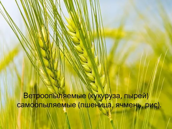 Ветроопыляемые (кукуруза, пырей) самоопыляемые (пшеница, ячмень, рис).