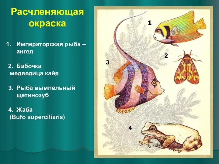 Расчленяющая окраска Императорская рыба – ангел 2. Бабочка медведица кайя 3. Рыба
