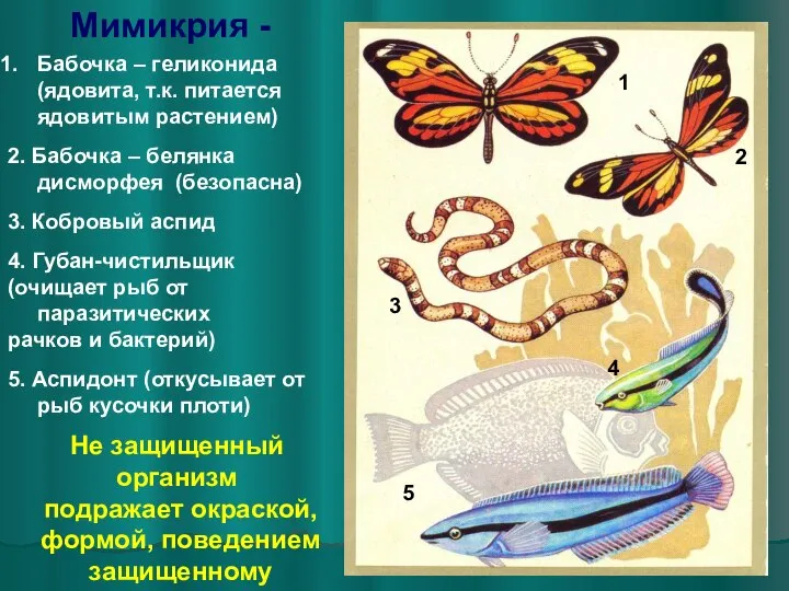 Мимикрия - 1 2 3 4 5 Бабочка – геликонида (ядовита, т.к.