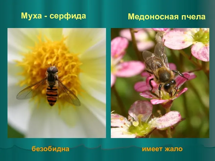 Муха - серфида Медоносная пчела безобидна имеет жало