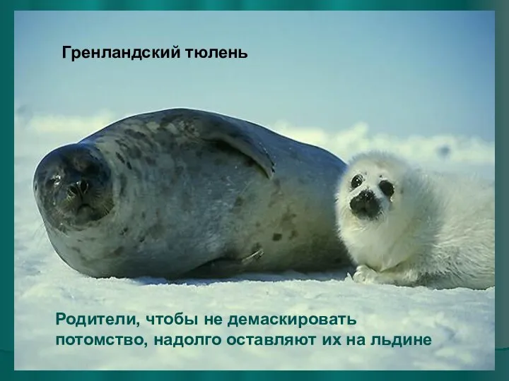 Гренландский тюлень Родители, чтобы не демаскировать потомство, надолго оставляют их на льдине