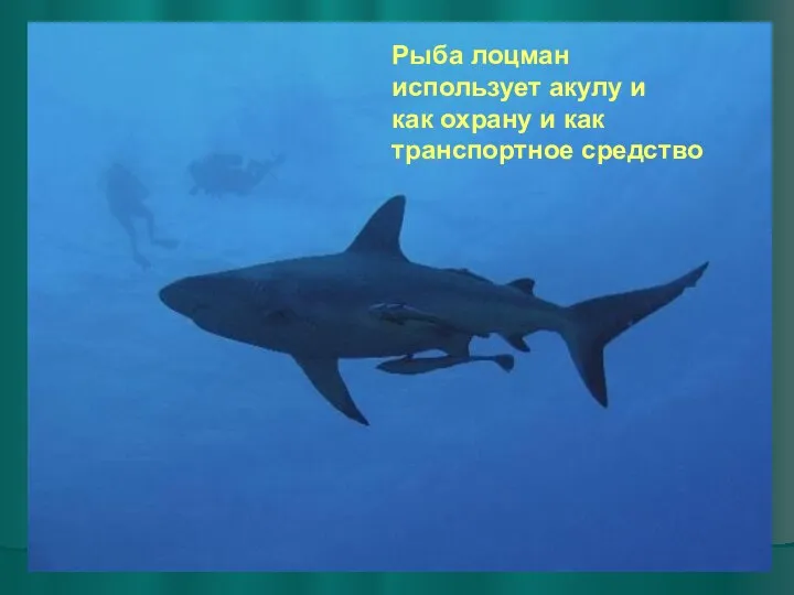 Рыба лоцман использует акулу и как охрану и как транспортное средство