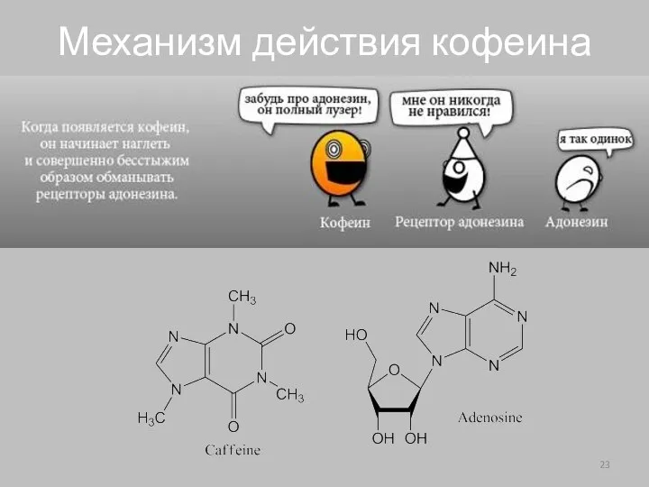 Механизм действия кофеина