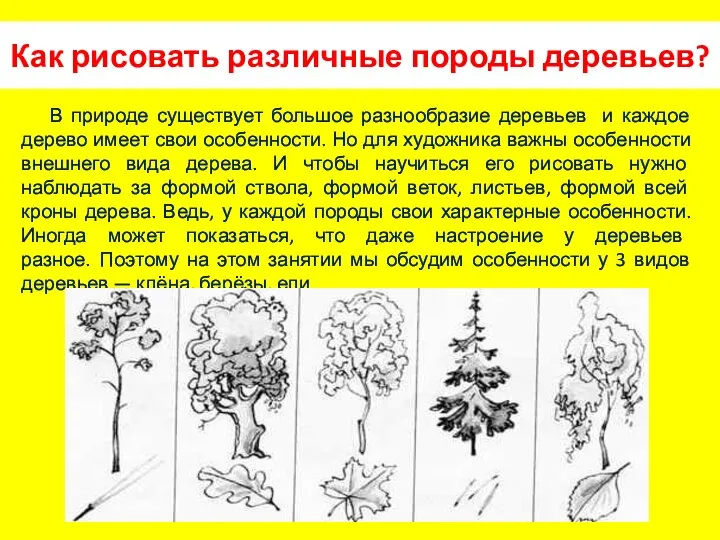 Как рисовать различные породы деревьев? В природе существует большое разнообразие деревьев и