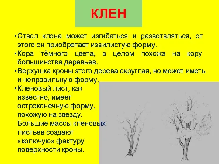 КЛЕН Ствол клена может изгибаться и разветвляться, от этого он приобретает извилистую