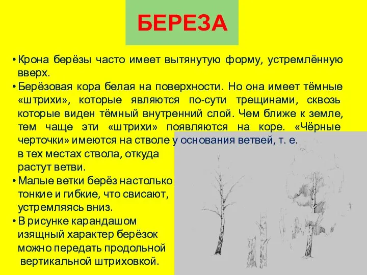 БЕРЕЗА Крона берёзы часто имеет вытянутую форму, устремлённую вверх. Берёзовая кора белая