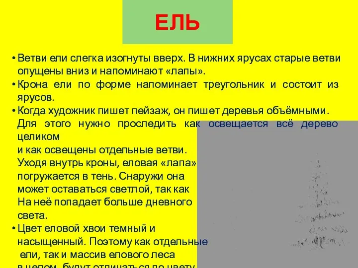 ЕЛЬ Ветви ели слегка изогнуты вверх. В нижних ярусах старые ветви опущены