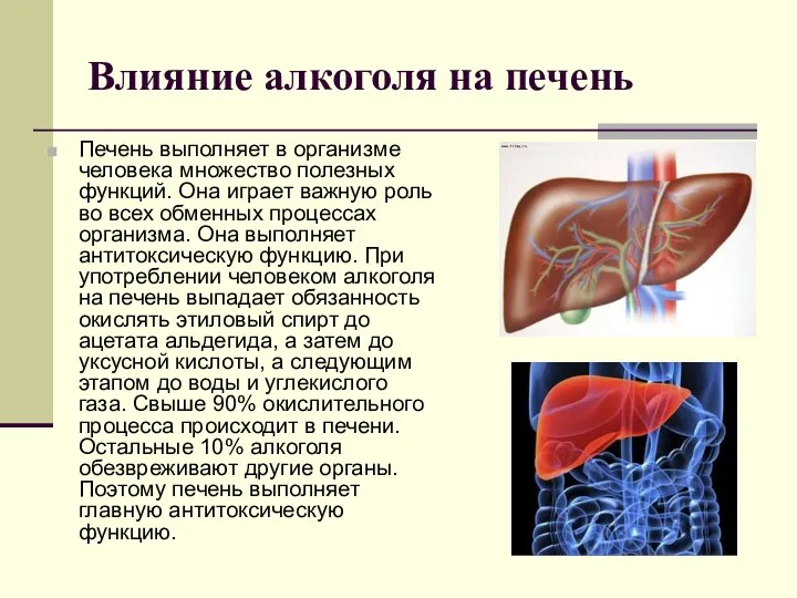 Влияние алкоголя на печень Печень выполняет в организме человека множество полезных функций.