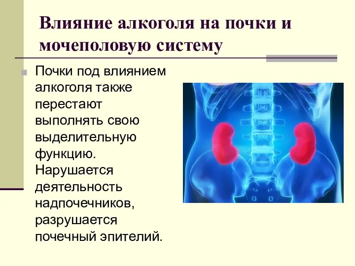 Влияние алкоголя на почки и мочеполовую систему Почки под влиянием алкоголя также