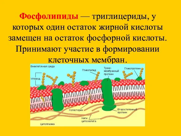 Фосфолипиды — триглицериды, у которых один остаток жирной кислоты замещен на остаток