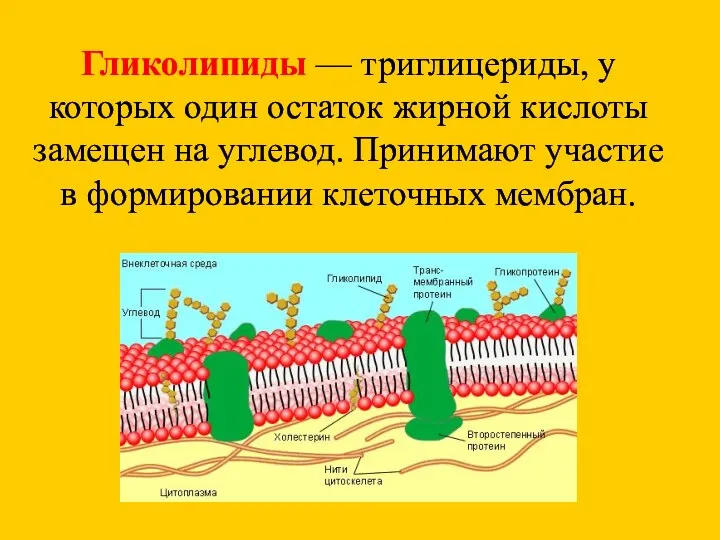 Гликолипиды — триглицериды, у которых один остаток жирной кислоты замещен на углевод.