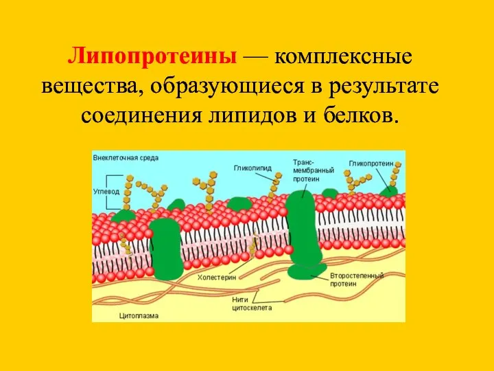 Липопротеины — комплексные вещества, образующиеся в результате соединения липидов и белков.