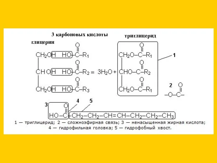 глицерин 3 карбоновых кислоты триглицерид